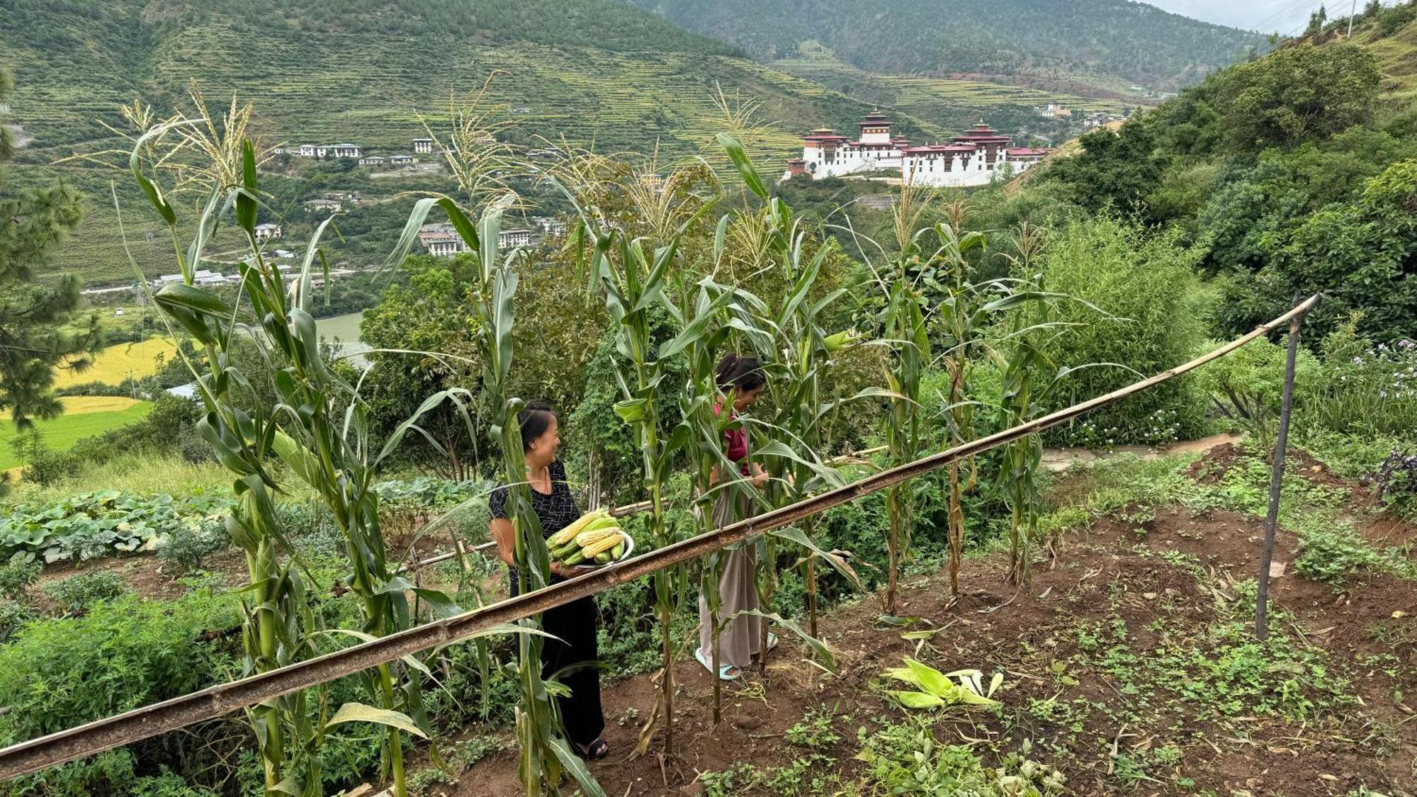 Wangdue Ecolodge Wangdue Phodrang Екстер'єр фото