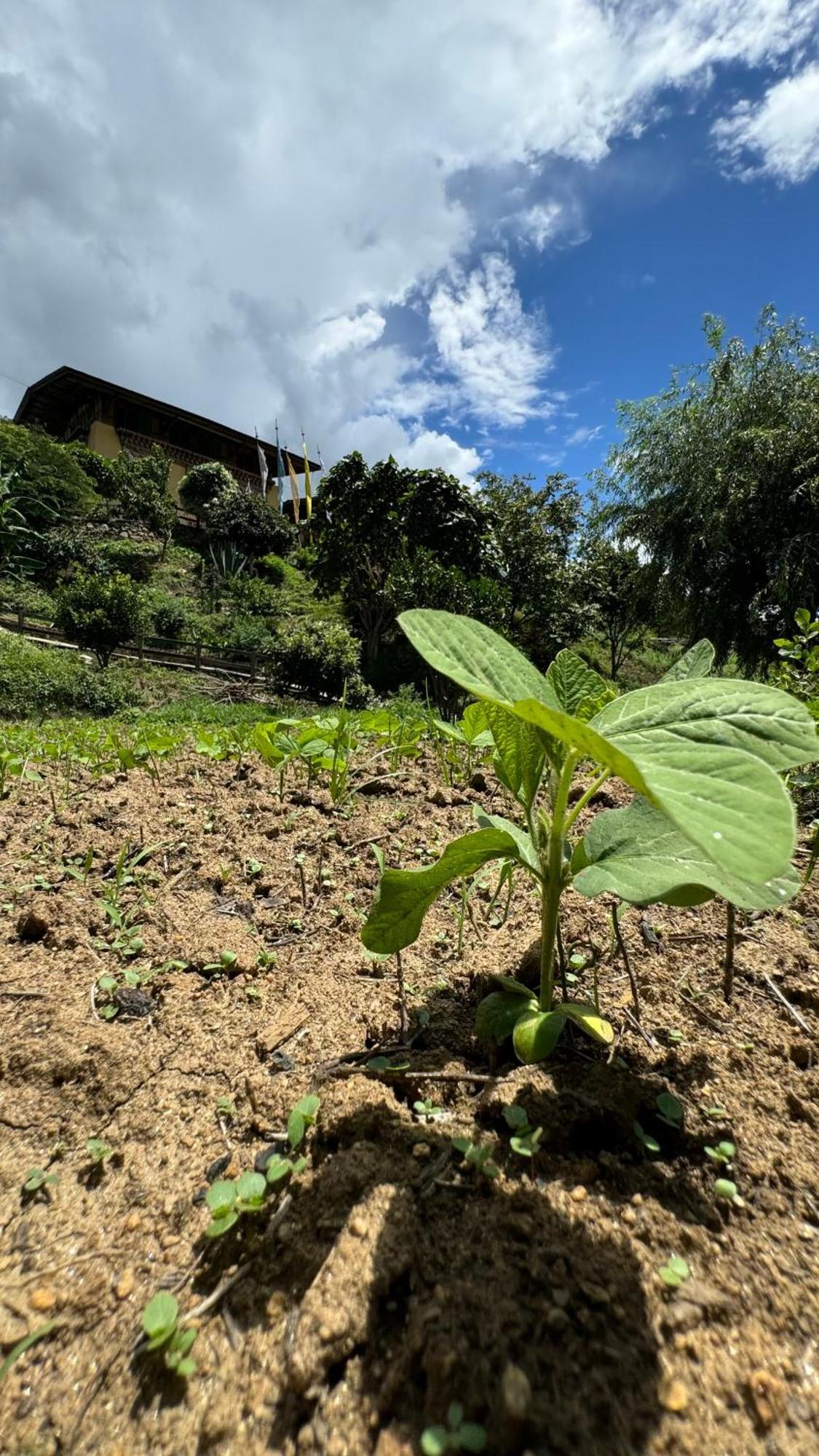 Wangdue Ecolodge Wangdue Phodrang Екстер'єр фото